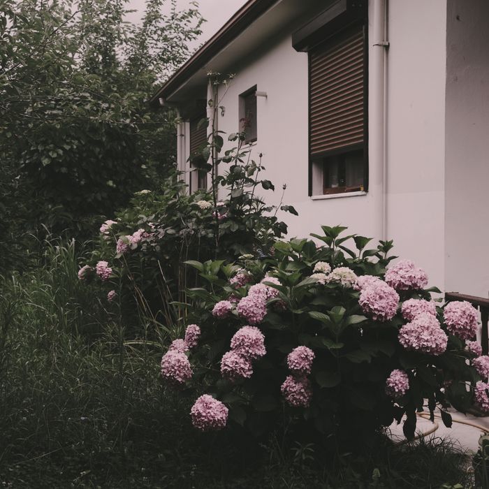 Beautiful house with vibrant hydrangea flowers in Sakarya, capturing a serene garden view